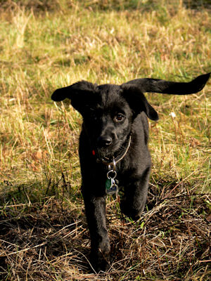 Molly (Australian Shepherd, Berner Sennenhund, Border Collie, Spitz) Australian Shepherd Berner Sennenhund Border Collie Spitz 